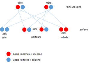 Génétique et transmission dessin